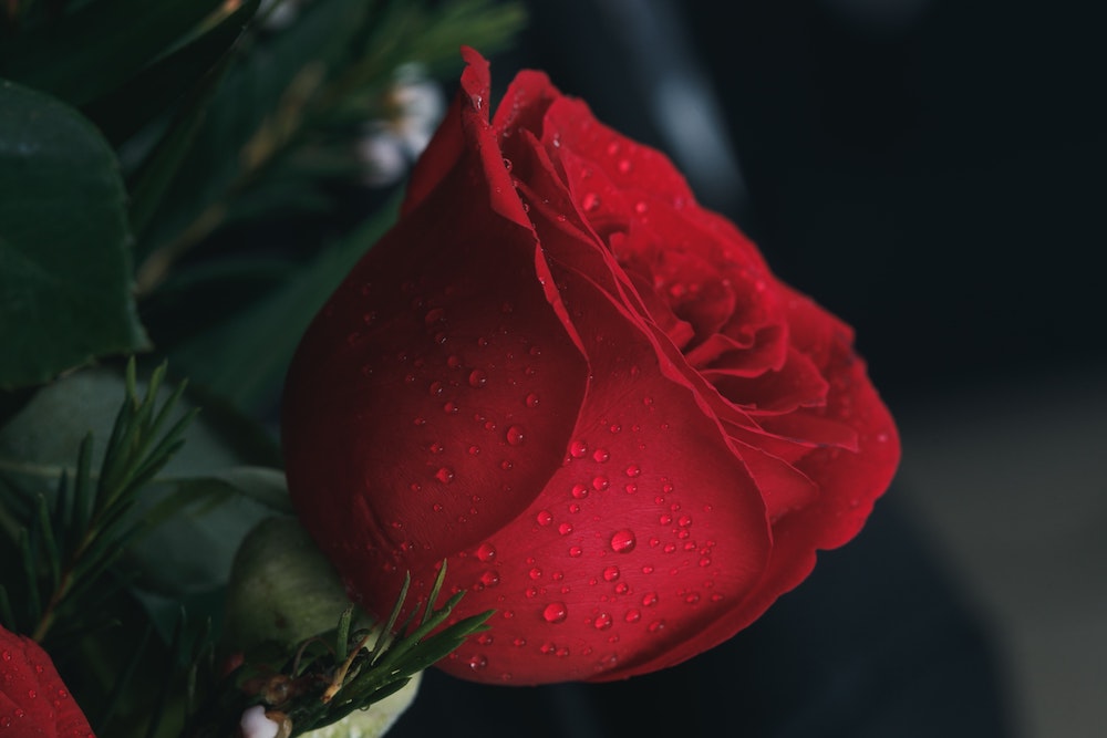 A red rose
