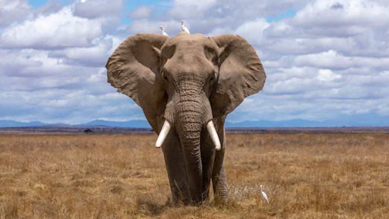 An elephant in the wild