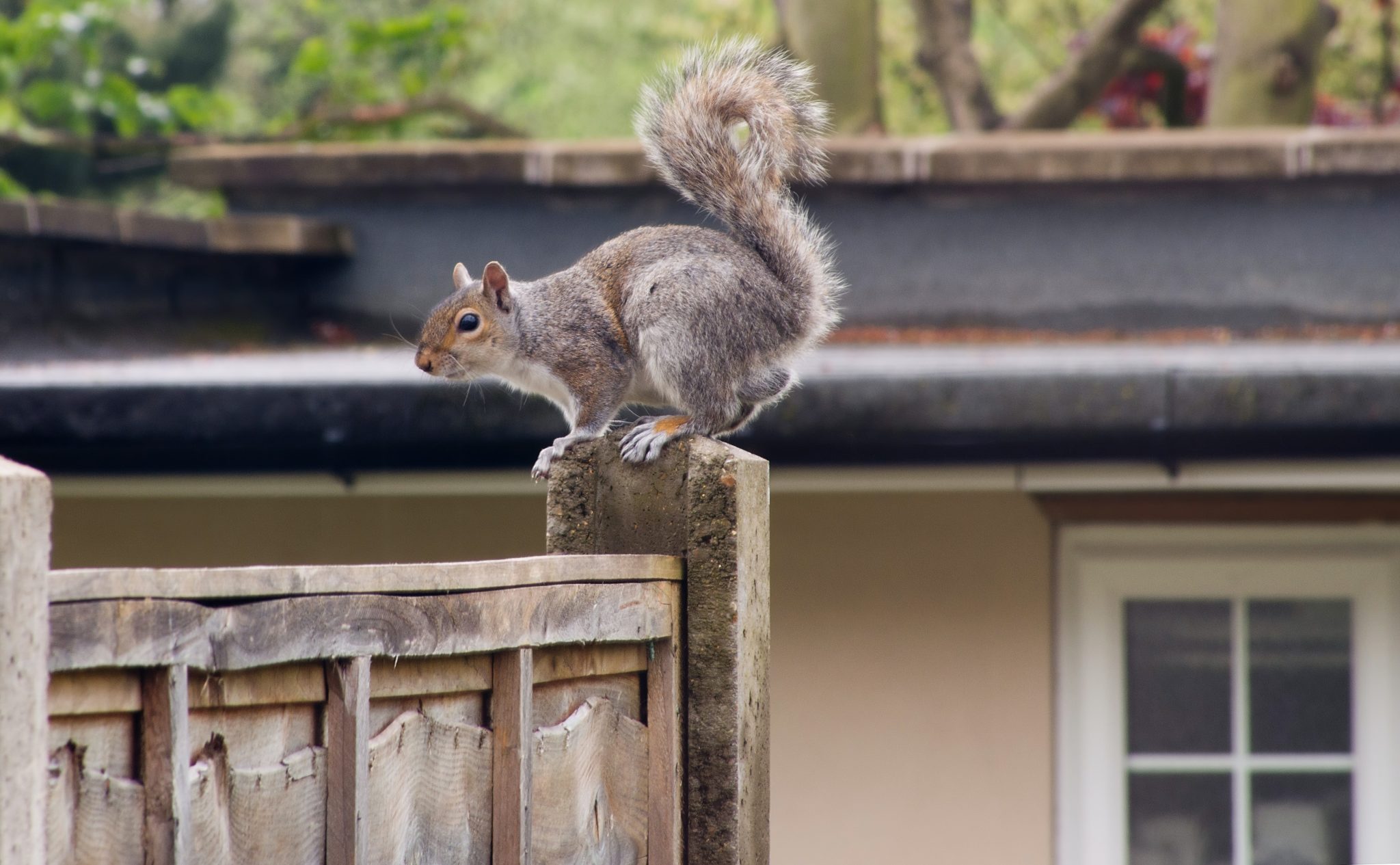 Can You Use Air Weapons For Pest Control? | Surplus Store