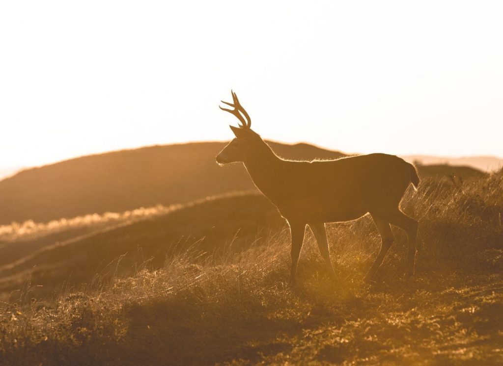 A stag wandering alone