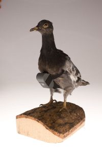 Pigeon with camera attached